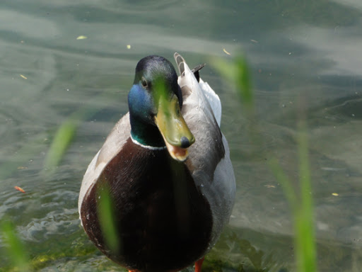 http://lh6.ggpht.com/_ZNNUGVsXoJ0/S9lXWoaaGFI/AAAAAAAAAOA/kALG2fwgM_4/canard.jpg