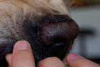 foto4/