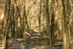 foto31/