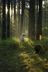 foto2/
