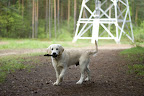 foto2/