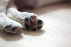foto2/