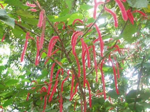 sometimes plants look like worms