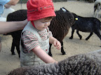 Doux doux les moutons