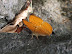 DSCF7345.JPG