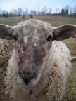 Fall lambs