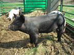 Pigs tilling the garden for us.