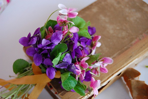 6a00d83451c0f869e201156e970e50970c {i heart: violets}