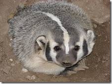 A badger…possibly rabid…probably not on steroids.