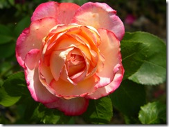 DSCN1035