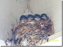 Birds 2011