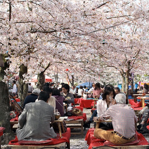 Rencontre ROUYN (Thmatique Hanami) samedi 16 mars 2013 :: DATE OFFICIEL Hanami-shot%5B7%5D