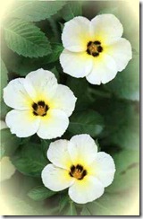 flowersleft flowersleft