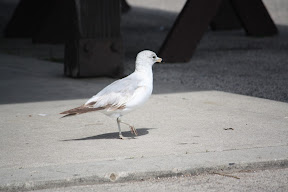  &ndash; 04-May-2009