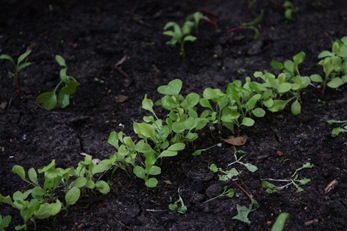 growing lettuce seedlings