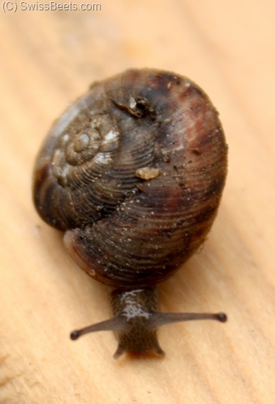 Snails Pests