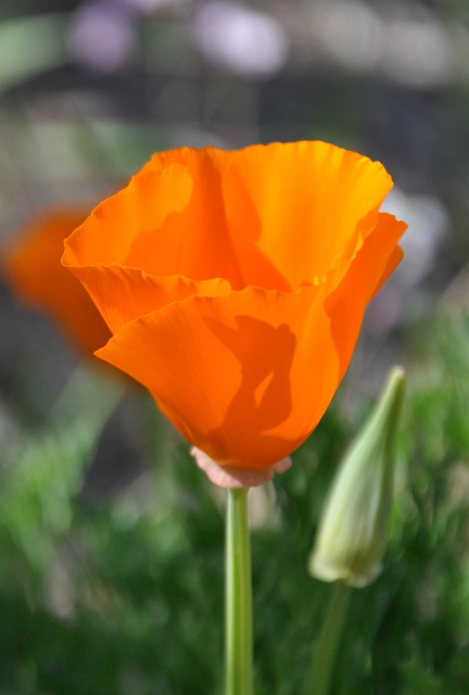 DSC_0039.jpg