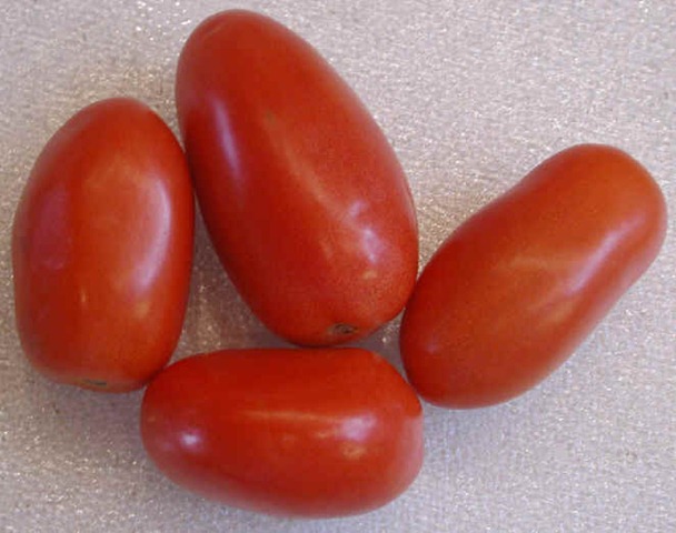 [roma tomato[5].jpg]
