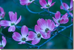 dogwoods3 dogwoods3