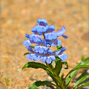 Wild Penstemon
