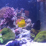 Kyle's 180 gallon SPS reef