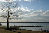 Pelicans at White Rock Lake.  The bar moved closer to shore after the storm.