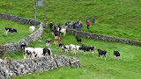 The locals in Longnor saying hello
