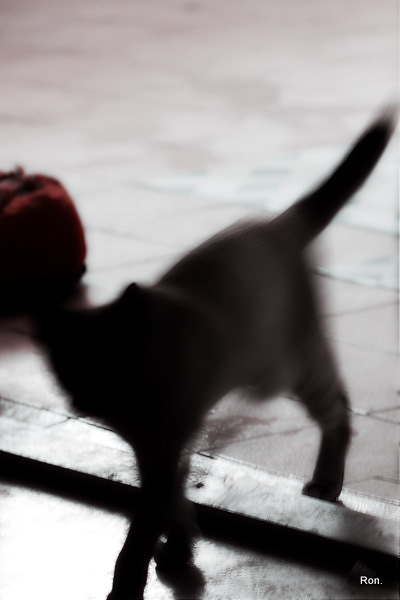 DSC_0501.jpg