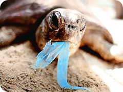 turtleingestingplastic_430x323 turtleingestingplastic_430x323