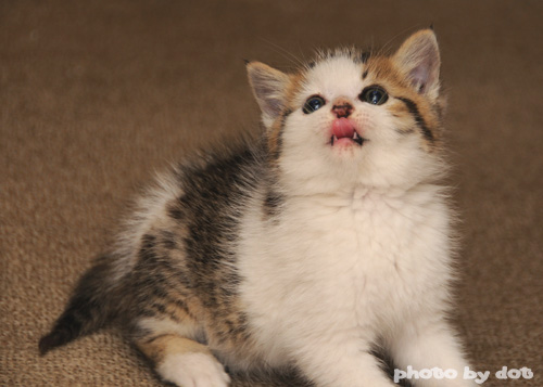 cute rescued kitten cute rescued kitten