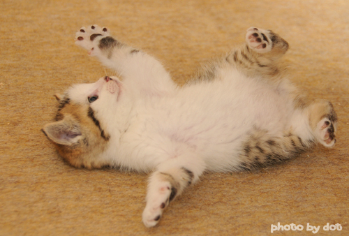cute kitten playing cute kitten playing
