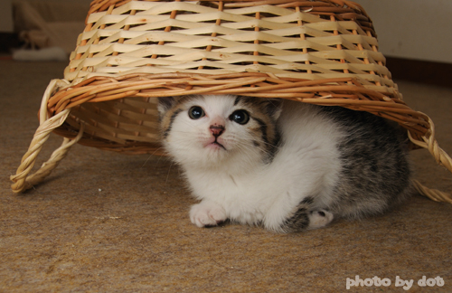 cute kitten hiding underneath basket cute kitten hiding underneath basket