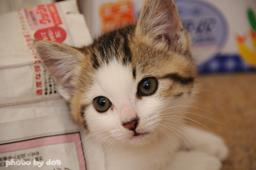 cute kitten cute kitten