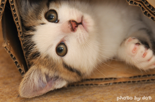 cute kitten cute kitty cat pic