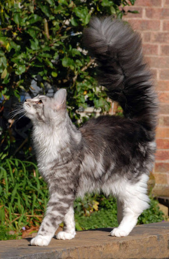 cute cat with gorgeous tail cute cat with gorgeous tail