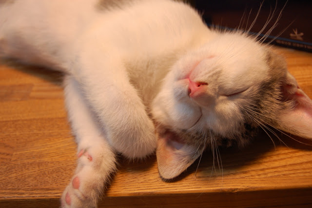 cute kitten napping