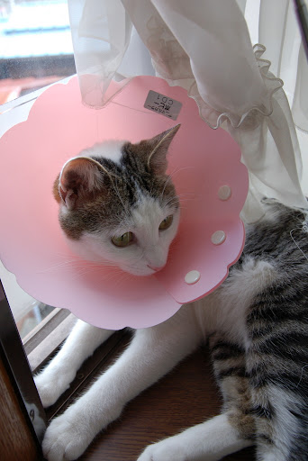 cute cat got her spay surgery