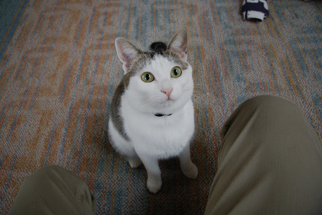cute cat wants to play