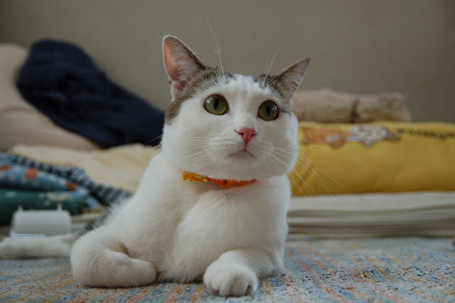 cute cat with large eyes cute cat with large eyes