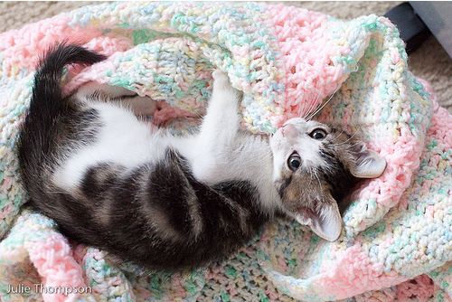 cute kitten cat pic