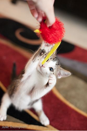 cute kitten playing with red ball
