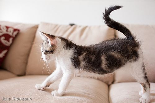 cute kitten stretching cat pic