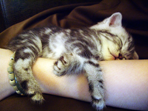 cute sleeping kitten