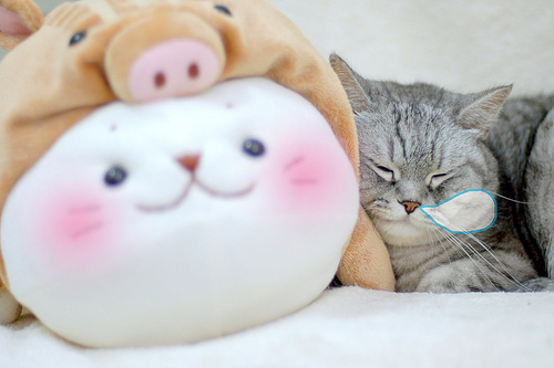 cute cat sleeping soundly with stuffed animal cute cat sleeping soundly with stuffed animal