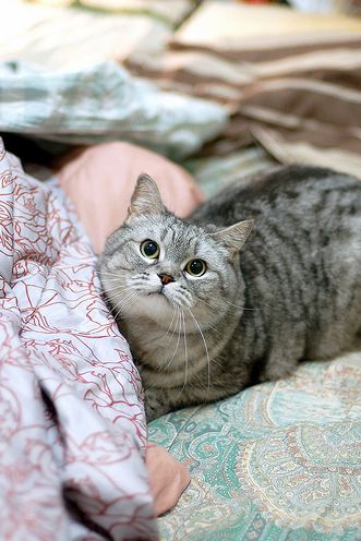 cute cat with a round face