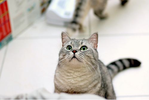 cute cat