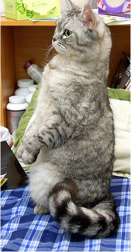 cute cat standing up