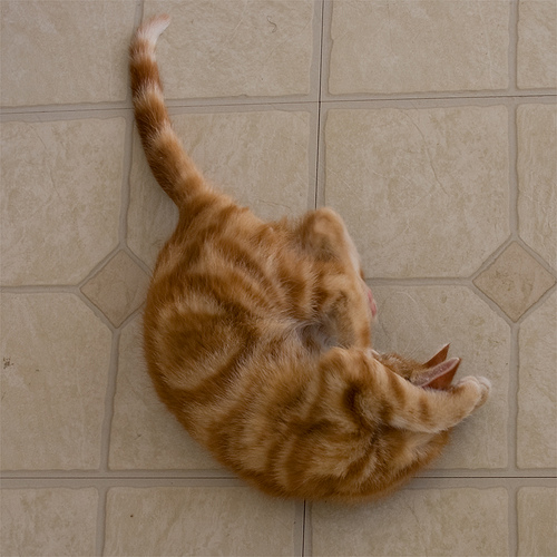 cute ginger kitten cute ginger kitten funny pic