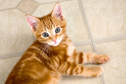 cute ginger kitten cat pic cute ginger kitten cat pic