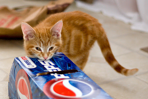 cute ginger kitten chewing cardboard box cute ginger kitten chewing cardboard box